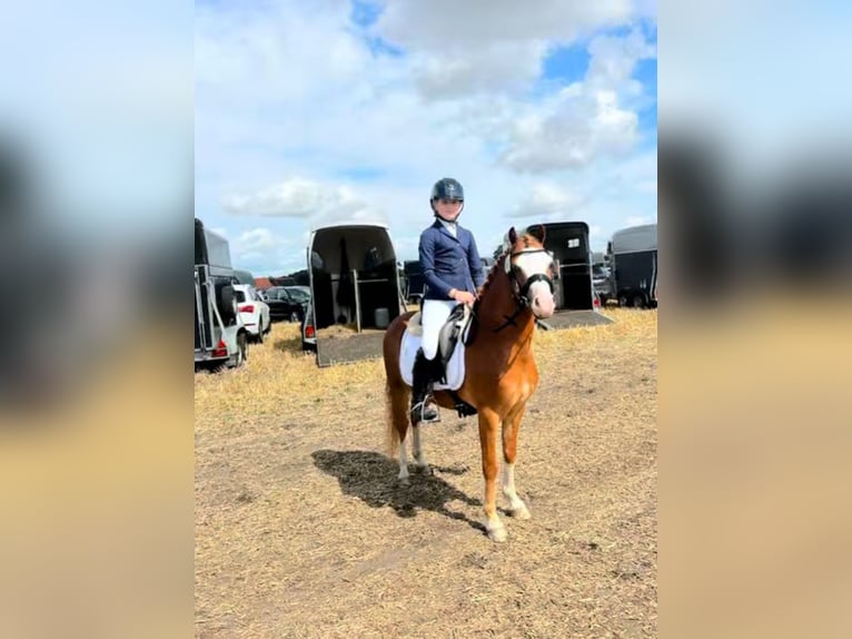 Welsh B Hongre 5 Ans 126 cm Alezan in Burgdorf