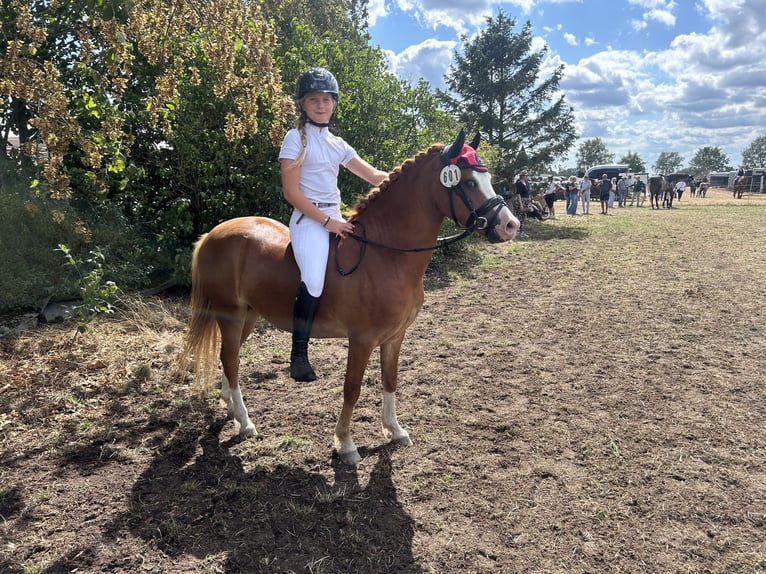 Welsh B Hongre 5 Ans 126 cm Alezan in Burgdorf