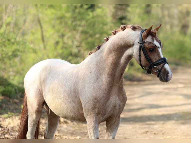 Welsh B Hongre 5 Ans 126 cm Rouan Rouge in Aalten