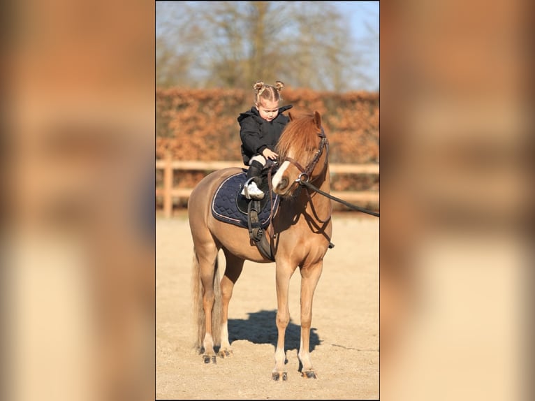 Welsh B Hongre 5 Ans 127 cm Alezan in Oost West en Middelbeers