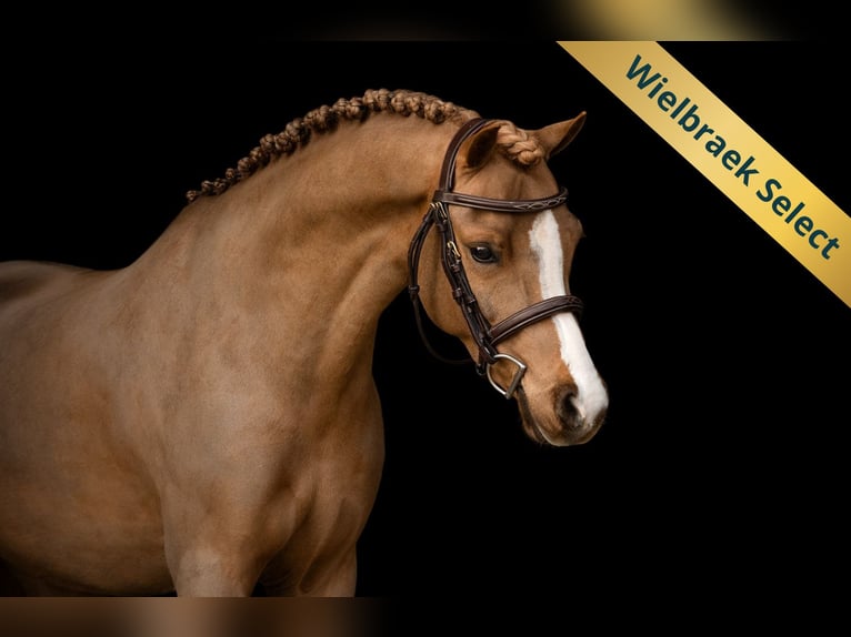 Welsh B Hongre 5 Ans 127 cm Alezan in Oost West en Middelbeers