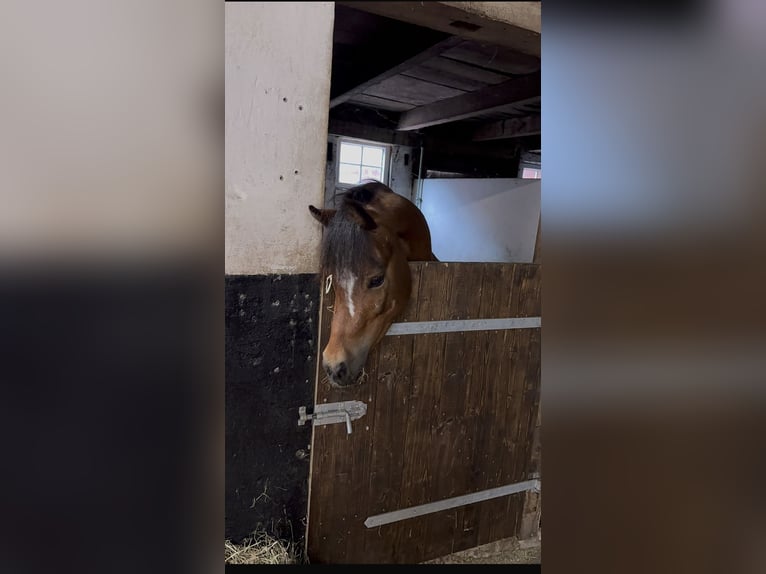 Welsh B Hongre 5 Ans 127 cm Bai in Badbergen