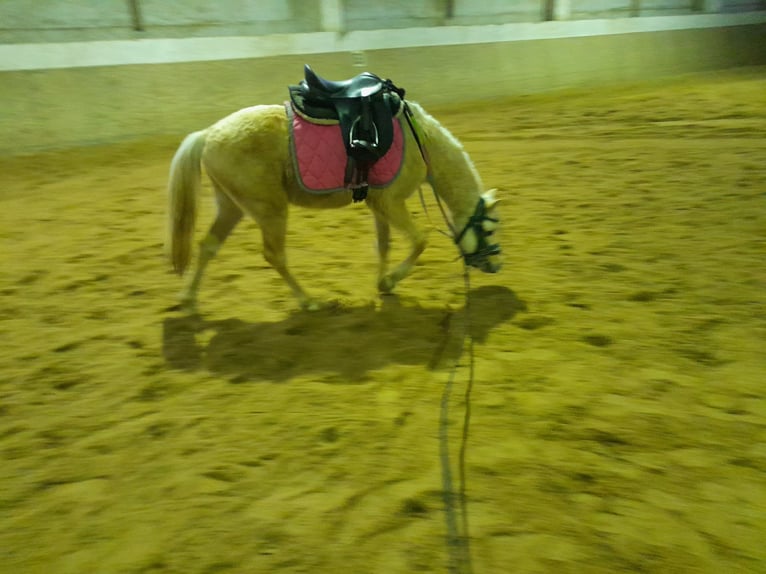 Welsh B Hongre 5 Ans 127 cm Palomino in Niederzier