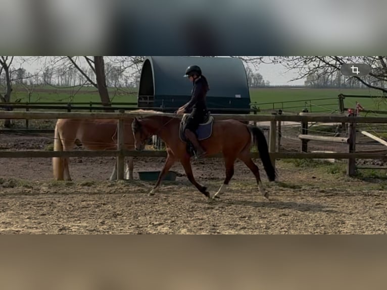 Welsh B Hongre 5 Ans 128 cm Bai in Mönchengladbach