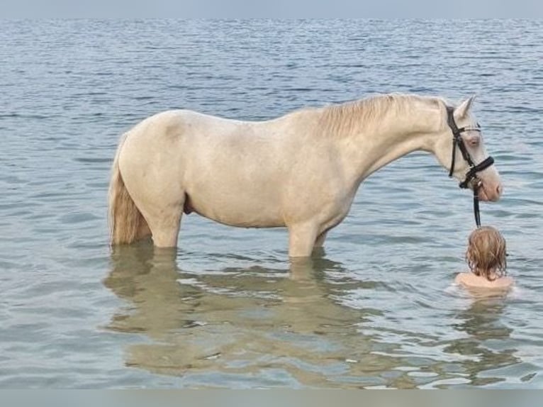 Welsh B Hongre 5 Ans 130 cm Cremello in Kumhausen