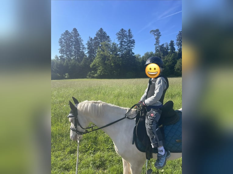 Welsh B Hongre 5 Ans 130 cm Cremello in Kumhausen