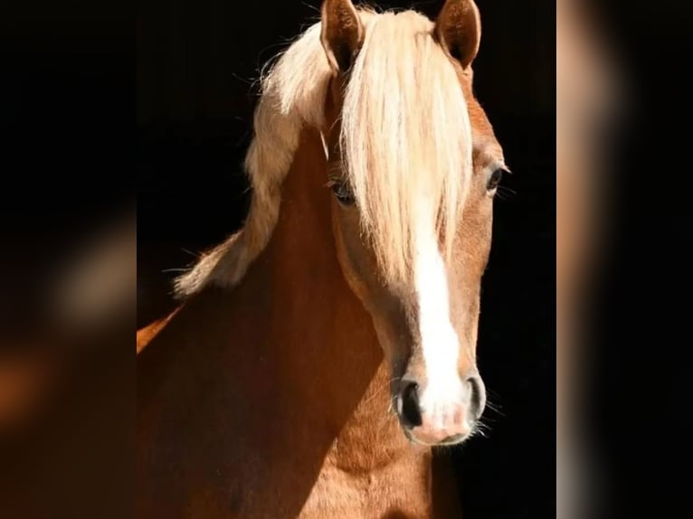 Welsh B Hongre 5 Ans 134 cm Alezan in Pelt