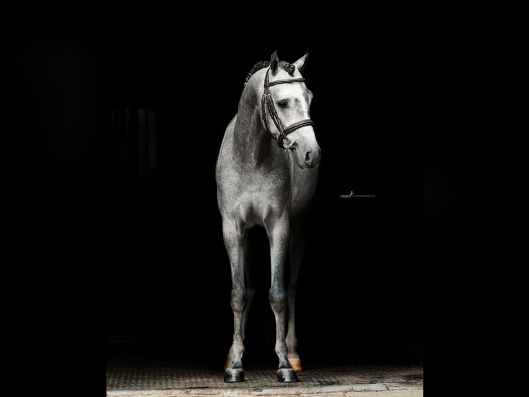 Welsh B Hongre 5 Ans 135 cm Gris in Asten