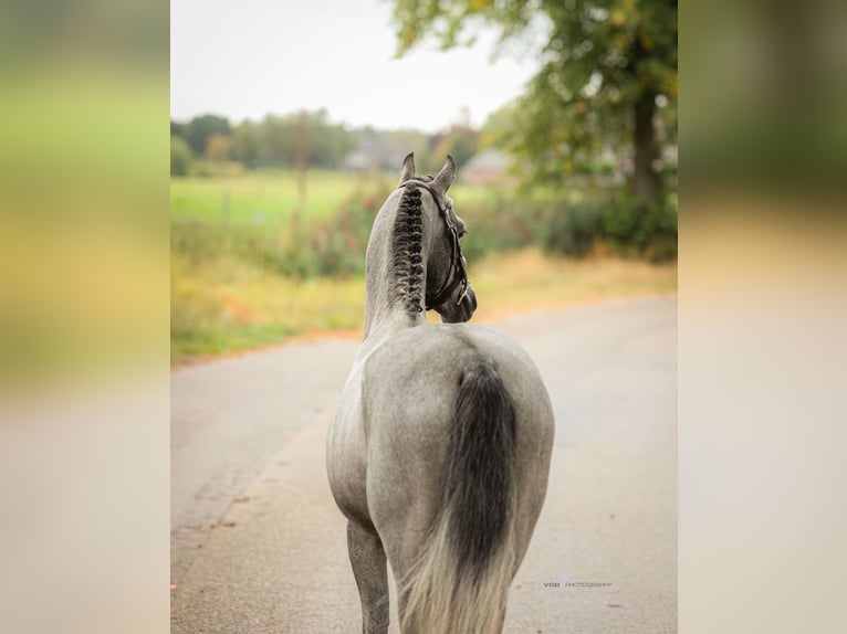 Welsh B Hongre 5 Ans 135 cm Gris in Asten
