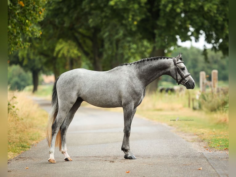 Welsh B Hongre 5 Ans 135 cm Gris in Asten