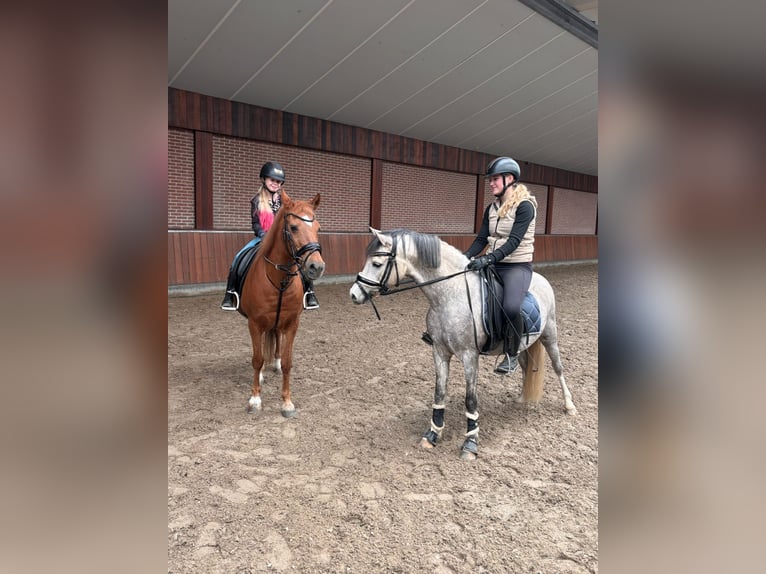 Welsh B Hongre 5 Ans 136 cm Gris in Oosterbeek