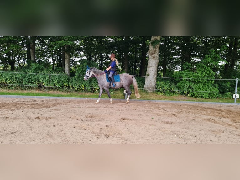 Welsh B Hongre 5 Ans 139 cm Gris in S&#xFC;derl&#xFC;gum