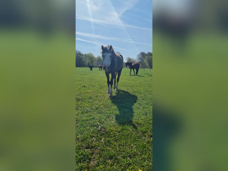 Welsh B Hongre 5 Ans 139 cm Gris in S&#xFC;derl&#xFC;gum