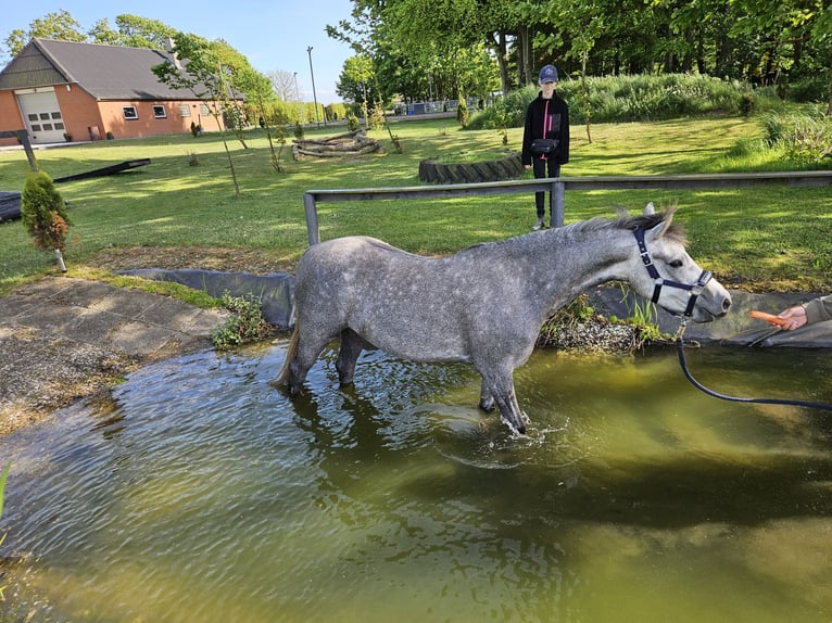 Welsh B Hongre 5 Ans 139 cm Gris in S&#xFC;derl&#xFC;gum