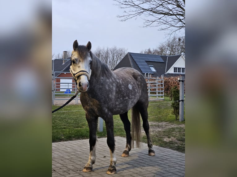 Welsh B Hongre 5 Ans 139 cm Gris in S&#xFC;derl&#xFC;gum