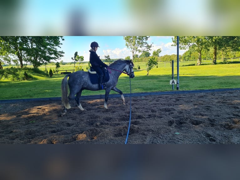 Welsh B Hongre 5 Ans 139 cm Gris in S&#xFC;derl&#xFC;gum