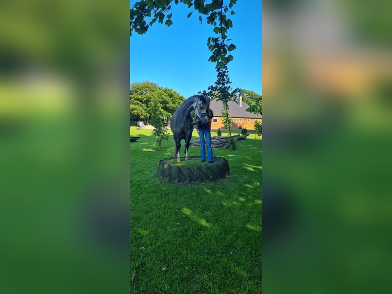 Welsh B Hongre 5 Ans 139 cm Gris in S&#xFC;derl&#xFC;gum