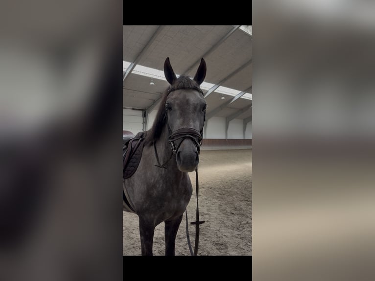 Welsh B Hongre 5 Ans 145 cm  in Dybvad