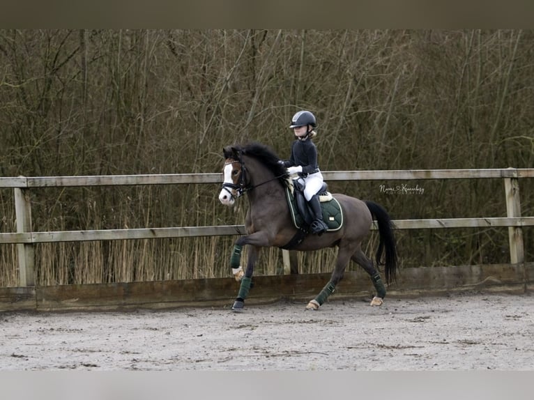 Welsh B Hongre 6 Ans 120 cm Bai in Nieuwegein