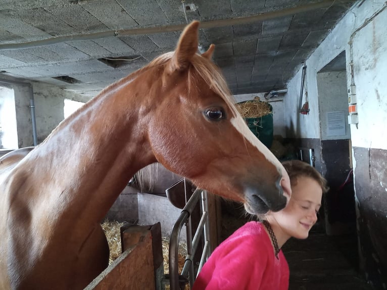 Welsh B Hongre 6 Ans 128 cm Alezan in Neidenbach