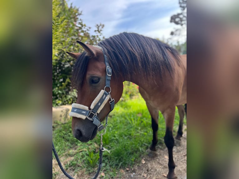 Welsh B Hongre 6 Ans 130 cm Bai in Friedrichshafen