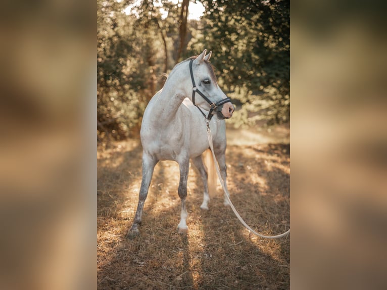 Welsh B Hongre 6 Ans 130 cm Gris in Renningen