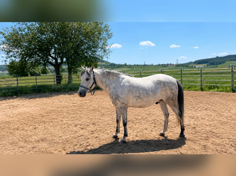 Welsh B Hongre 6 Ans 132 cm Gris in Hüfingen