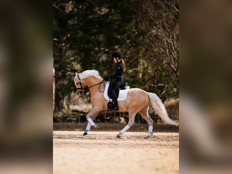 Welsh B Hongre 6 Ans 134 cm Palomino in Vallentuna