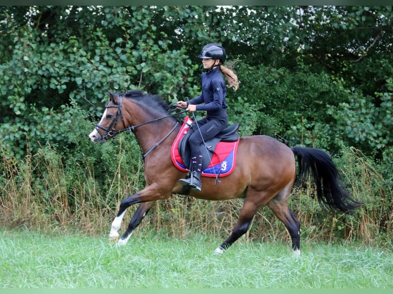 Welsh B Hongre 6 Ans 135 cm Bai in Wildeshausen