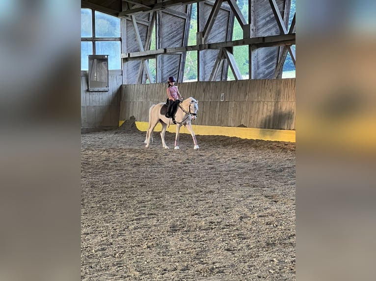Welsh B Hongre 6 Ans 135 cm Cremello in Anger