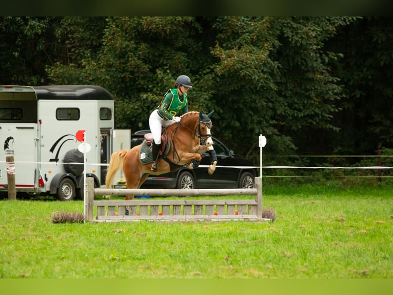 Welsh B Hongre 6 Ans 136 cm Alezan in Meerbusch