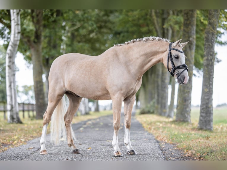 Welsh B Hongre 6 Ans 137 cm Palomino in Coevorden