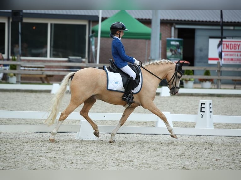 Welsh B Hongre 6 Ans 137 cm Palomino in Coevorden