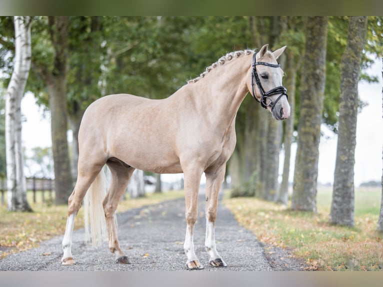 Welsh B Hongre 6 Ans 137 cm Palomino in Coevorden