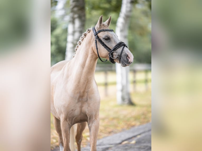 Welsh B Hongre 6 Ans 137 cm Palomino in Coevorden
