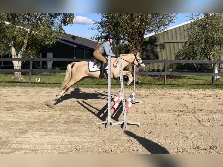 Welsh B Hongre 6 Ans 137 cm Palomino in Coevorden