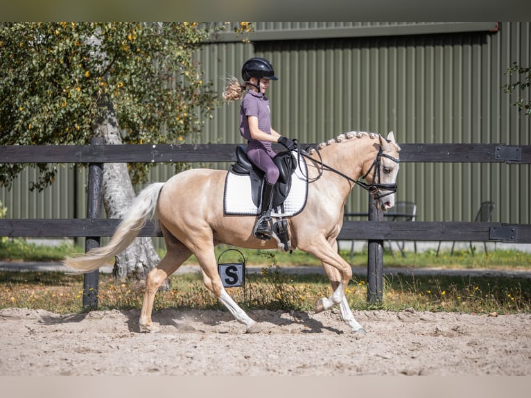 Welsh B Hongre 6 Ans 137 cm Palomino in Coevorden
