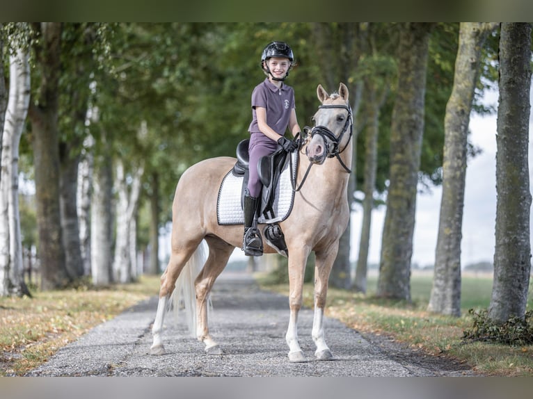 Welsh B Hongre 6 Ans 137 cm Palomino in Coevorden