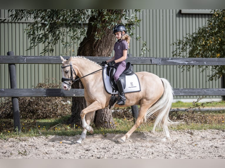 Welsh B Hongre 6 Ans 137 cm Palomino in Coevorden