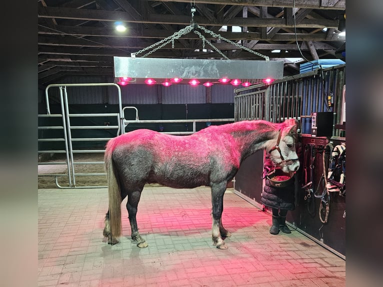 Welsh B Hongre 6 Ans 139 cm Gris in Süderlügum