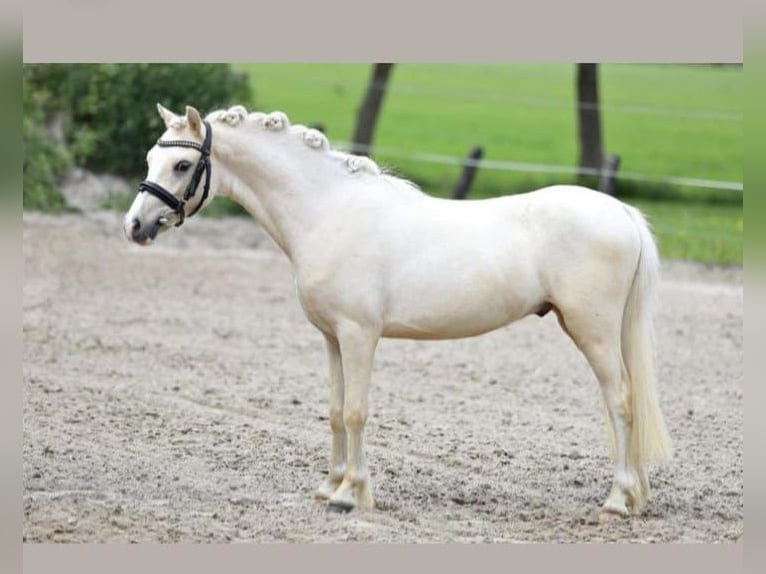 Welsh B Hongre 6 Ans Palomino in Metslawier