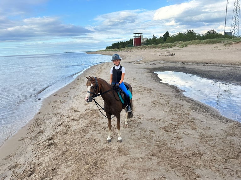 Welsh B Hongre 7 Ans 125 cm Alezan brûlé in Riga