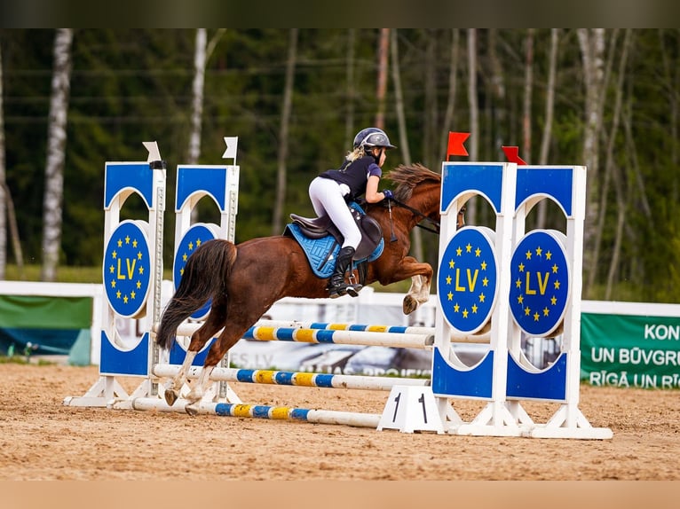 Welsh B Hongre 7 Ans 125 cm Alezan brûlé in Riga