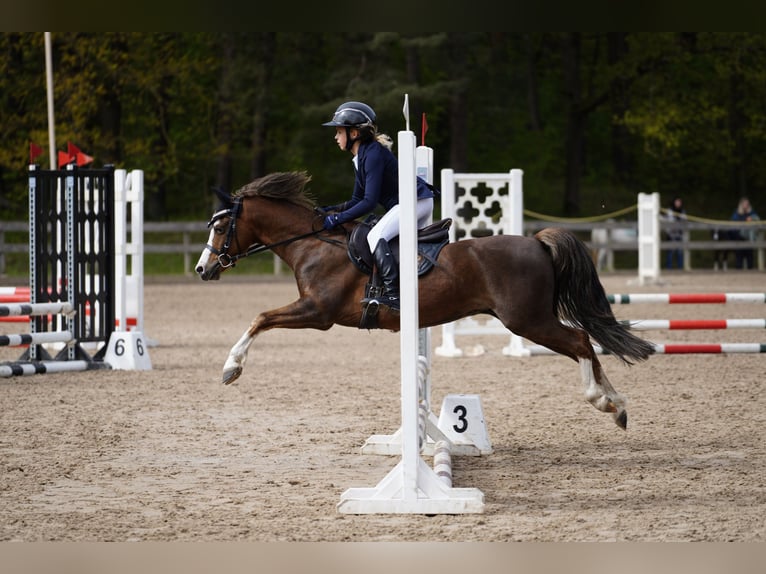 Welsh B Hongre 7 Ans 125 cm Alezan brûlé in Riga