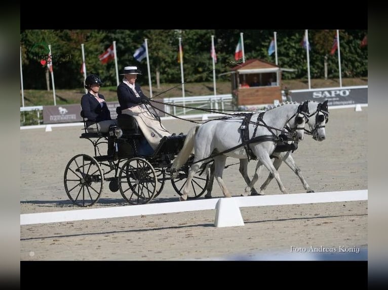 Welsh B Hongre 7 Ans 125 cm Blanc in continvoir