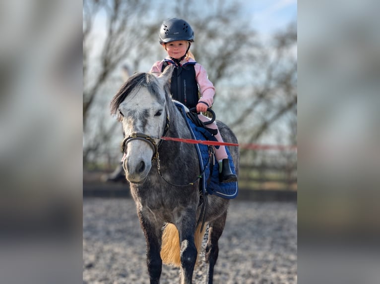 Welsh B Hongre 7 Ans 127 cm in Velpke