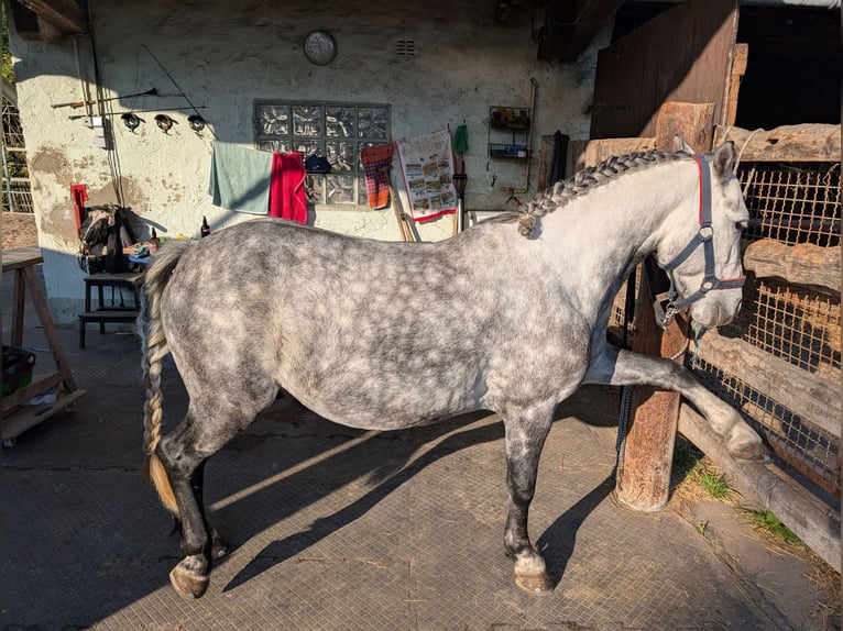 Welsh B Hongre 7 Ans 127 cm Rouan bleu in Velpke