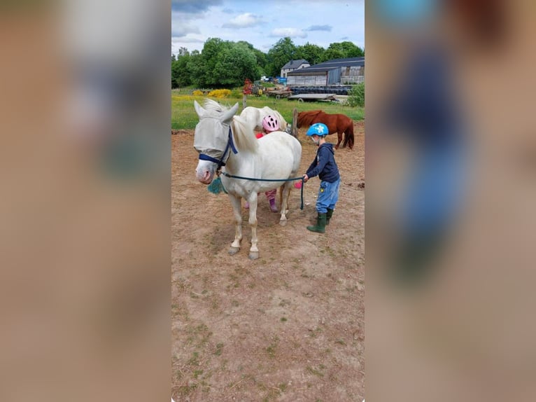 Welsh B Hongre 7 Ans 128 cm Gris in Elvange