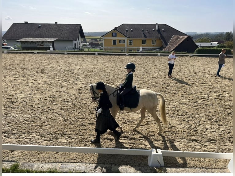 Welsh B Hongre 7 Ans 135 cm Cremello in Anger