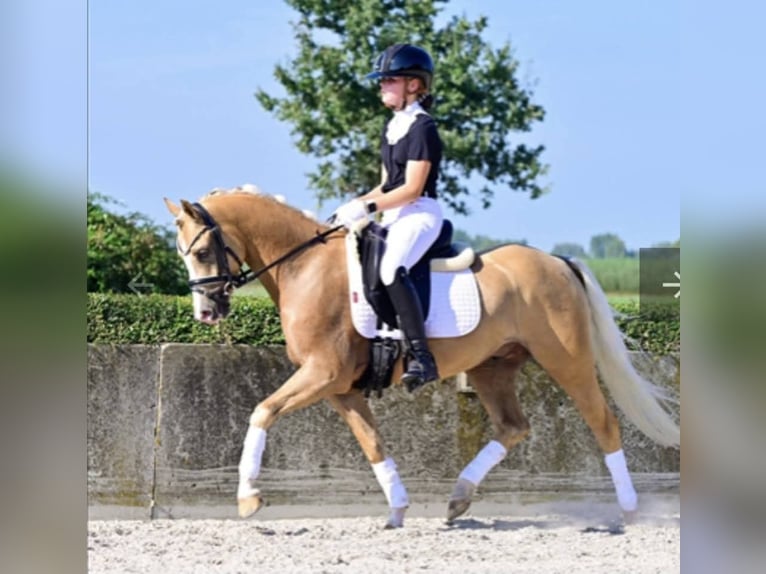 Welsh B Hongre 7 Ans 136 cm Palomino in Szabadszállás